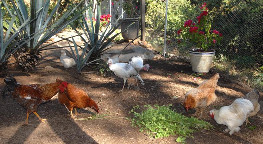 Villa Azalea Inn & Organic Farm JALISCO Esterno foto